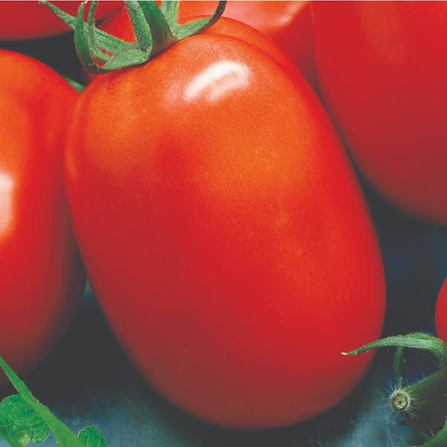 Semente Tomate Saladette Sonora - Super Seed