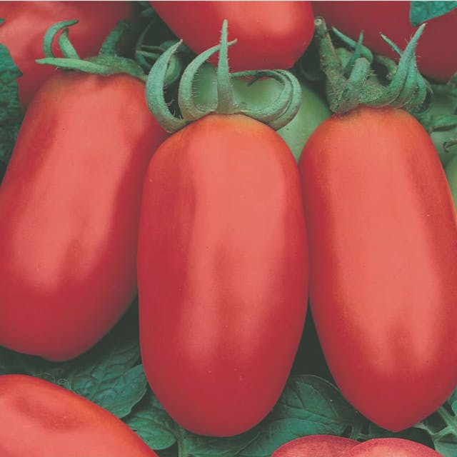Semente Tomate Saladette Cariri - Super Seed