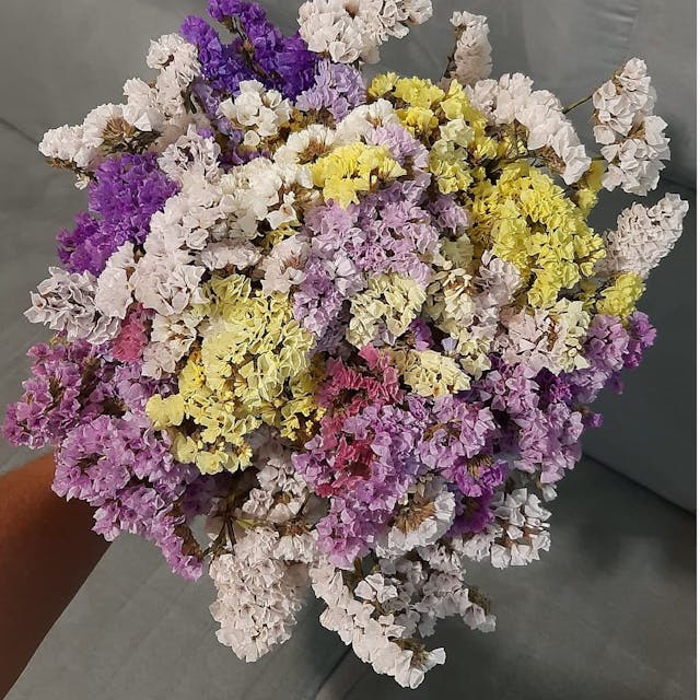 Flores exóticas - Flor para vitrine - Flor seca desidratada - Statice